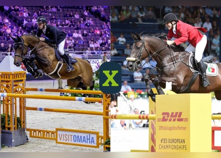 Holstein, Sconosciuto, Embrione