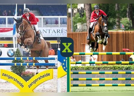 Holstein, Sconosciuto, Embrione