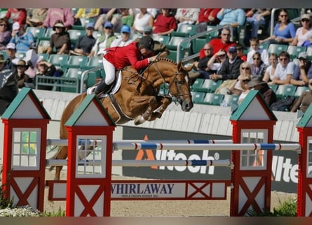 Holstein, Unknown, Embryo