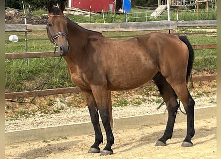 Holstein, Gelding, 10 years, 16.1 hh, Brown