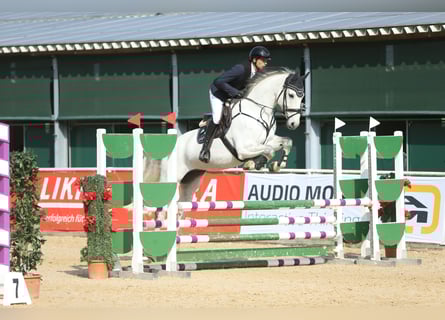 Holstein, Gelding, 10 years, 16,2 hh, Grey