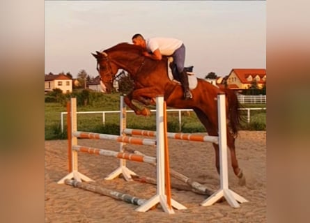 Holstein, Gelding, 10 years, 17.1 hh, Chestnut-Red