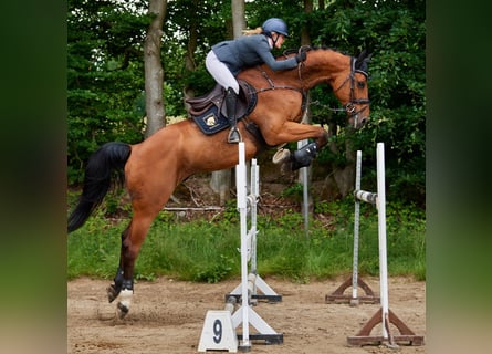 Holstein, Gelding, 10 years, 17,2 hh, Brown