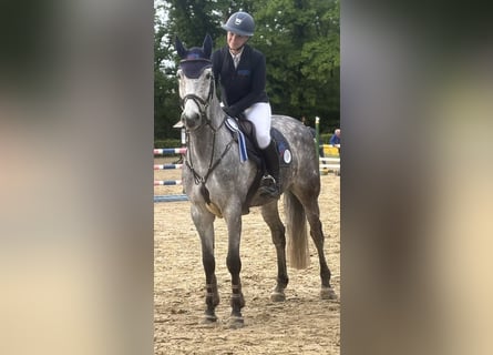 Holstein, Gelding, 11 years, 16.1 hh, Gray