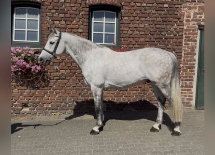 Holstein, Gelding, 11 years, 16.1 hh, Grey-Dapple