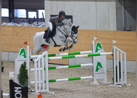 Holstein, Gelding, 11 years, 16,2 hh, Gray