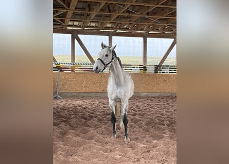Holstein, Gelding, 11 years, 16.2 hh, Grey