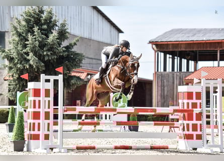 Holstein, Gelding, 11 years, 16,1 hh, Brown-Light