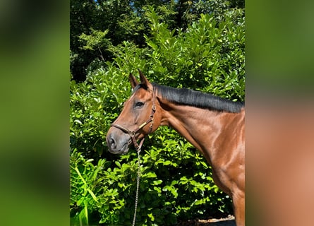 Holstein, Gelding, 11 years