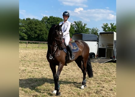 Holstein, Gelding, 11 years, Smoky-Black