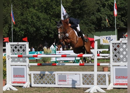 Holstein, Gelding, 12 years, 16.2 hh, Chestnut-Red