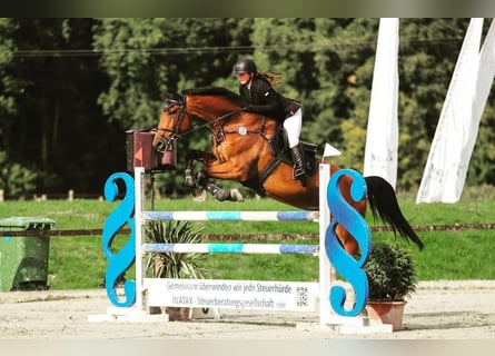 Holstein, Gelding, 12 years, 17 hh