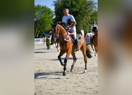 Holstein, Gelding, 12 years, Brown