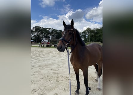 Holstein, Gelding, 13 years, 16 hh, Brown