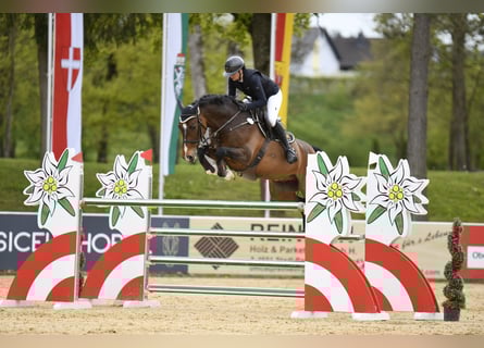 Holstein, Gelding, 13 years, 16,3 hh, Bay-Dark