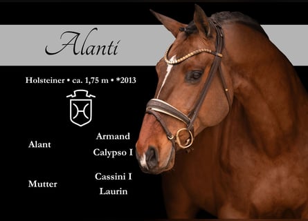 Holstein, Gelding, 13 years, 17 hh, Bay-Dark