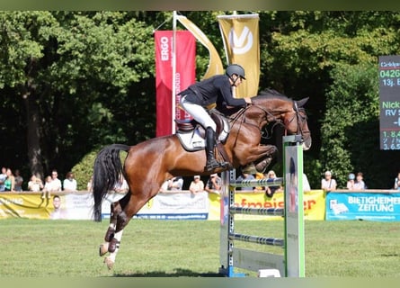 Holstein, Gelding, 14 years, 16.3 hh, Brown