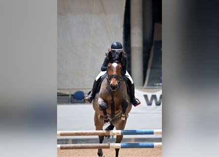 Holstein, Gelding, 14 years, 17 hh, Brown