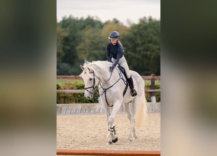 Holstein, Gelding, 14 years, 17,2 hh, Grey