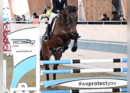 Holstein, Gelding, 15 years, 16.3 hh, Brown