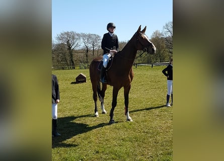 Holstein, Gelding, 15 years, 17,3 hh, Brown