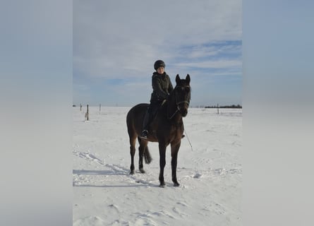 Holstein, Gelding, 15 years, 17 hh, Bay-Dark