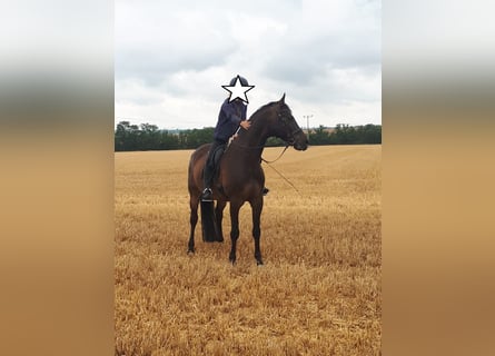 Holstein, Gelding, 15 years, 17 hh, Bay-Dark