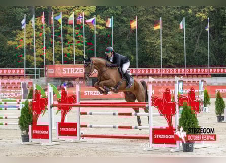 Holstein, Gelding, 16 years, 17,1 hh, Chestnut-Red