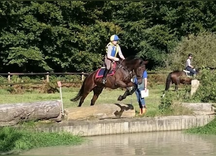 Holstein, Gelding, 17 years, 16.2 hh, Brown