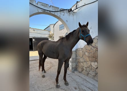 Holstein, Gelding, 17 years, 17.2 hh, Chestnut