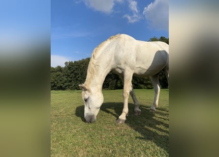 Holsteiner, Wallach, 22 Jahre, 16 hh, Schimmel