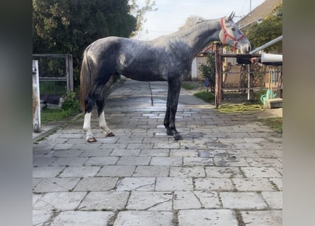 Holstein, Gelding, 2 years, 16,2 hh, Gray