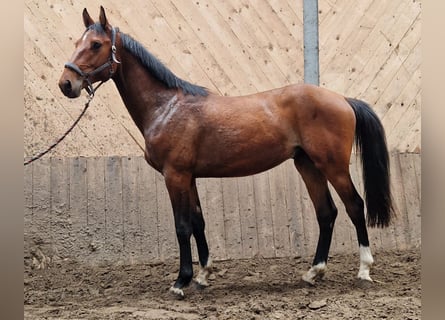 Holstein, Gelding, 2 years, 16 hh, Brown