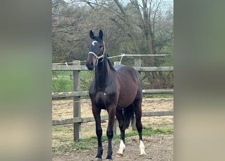 Holstein, Gelding, 2 years, Can be white