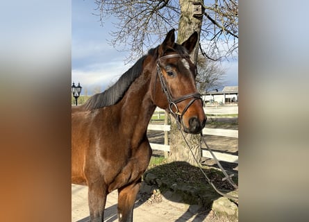 Holstein, Gelding, 3 years, 15,3 hh, Brown