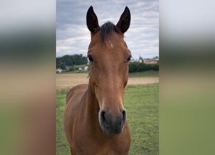 Holstein, Gelding, 3 years, 15,2 hh, Brown