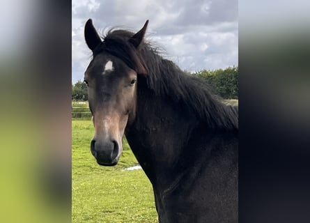 Holstein, Gelding, 3 years, 15,2 hh, Grey