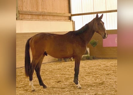 Holstein, Gelding, 3 years, 16,2 hh, Brown