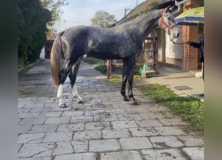 Holstein, Gelding, 3 years, 16,2 hh, Gray