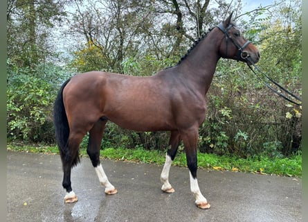Holstein, Gelding, 3 years, 16 hh, Brown