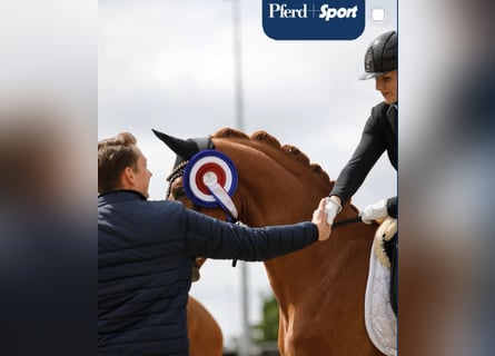 Holstein, Gelding, 3 years, 16 hh, Chestnut-Red