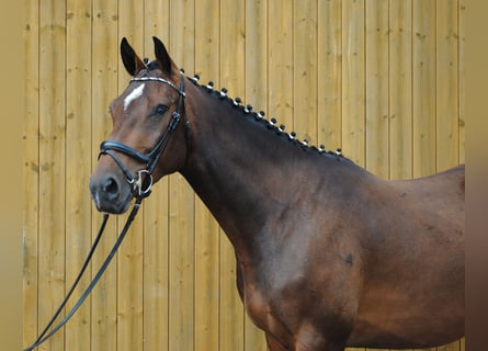 Holstein, Gelding, 3 years, 16,1 hh, Bay-Dark