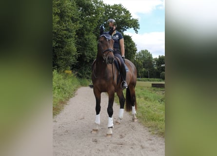 Holstein, Gelding, 3 years, 16,1 hh, Brown