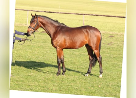 Holstein, Gelding, 3 years, 16,1 hh, Brown