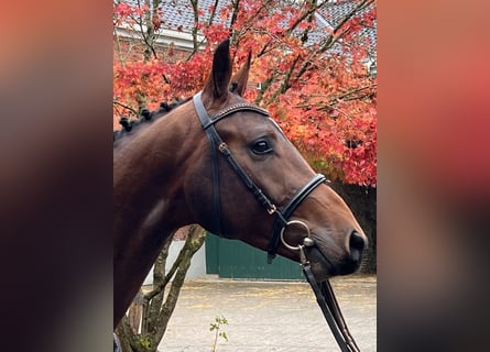 Holstein, Gelding, 3 years, 16,2 hh, Brown