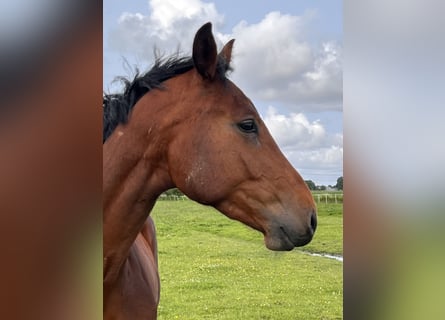 Holstein, Gelding, 3 years, 16,2 hh, Brown