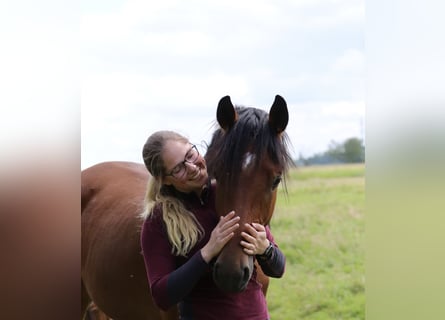 Holstein, Gelding, 3 years, 16,3 hh, Brown
