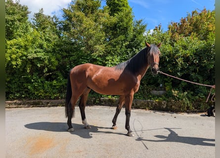 Holstein, Gelding, 3 years, 17 hh, Brown