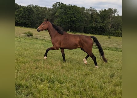 Holstein, Gelding, 3 years, Brown