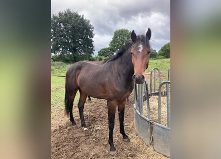 Holstein, Gelding, 3 years, Brown